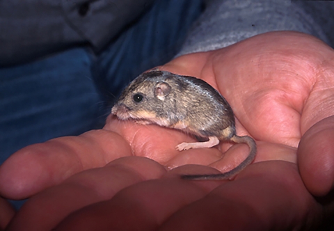 Closeup of a hand holding a small, brown mouse
