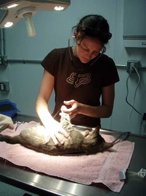 Woman lifts left paw of cat lying on exam table