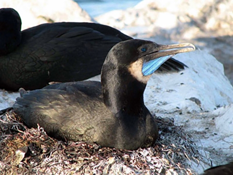 a black bird with blue patch on its chin sits near a white rock