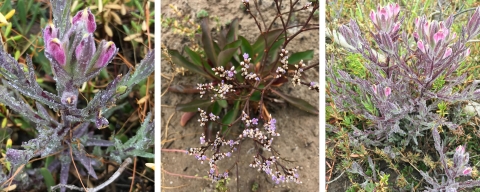 Three pictures of salt marsh plants. The salt marsh bird's beak is on the right and left. Limonium is in the center. These plants pinkish flowers. 
