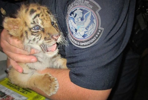 A Customs and Border Protection Officer holds a baby hybrid bengal tiger