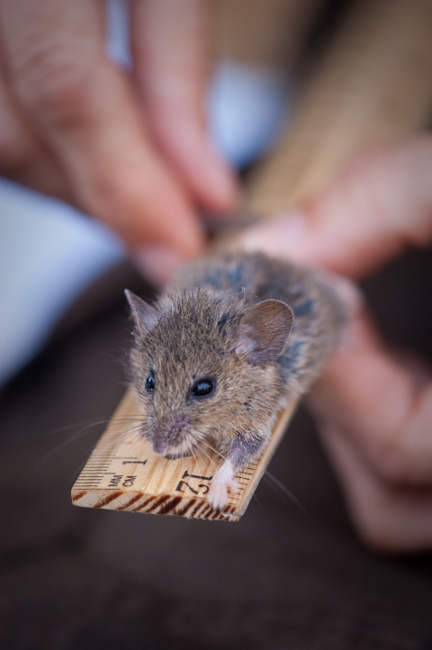 A small mouse lies on a wooden ruler