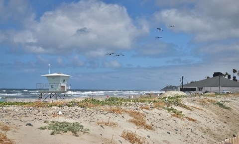 sand dune with coastal plants and lifeguard tower in background