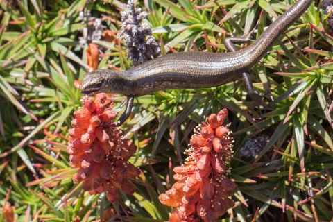 A southern snow skink feeds on nectar