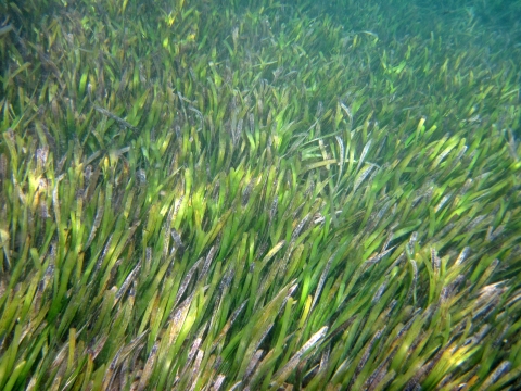 Turtle grass