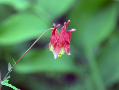 a red flower on a single long stem