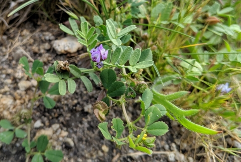 green plant with large leaves and small purple flowers