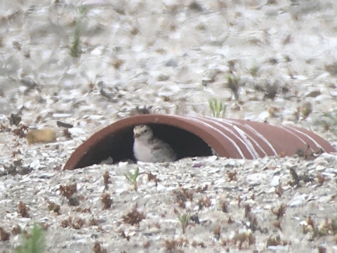 brown and white chick sits under ceramic structure on rocky dune