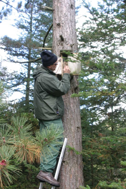 a man on a ladder looks into a nest box on a tree