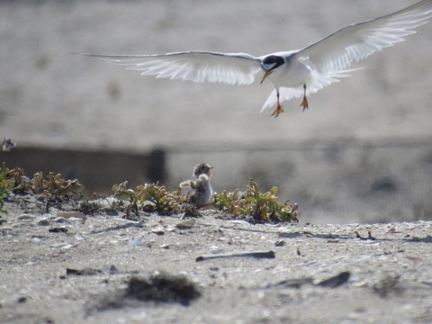 flying adult bird is landing on sand next to its chick