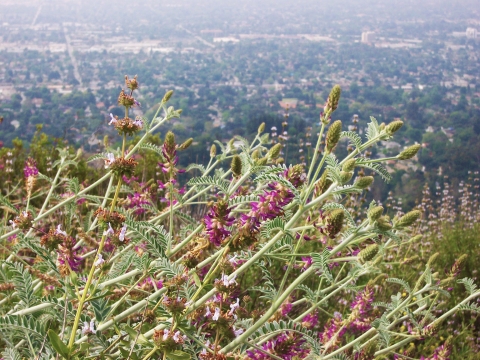 green plant with dark pink flowers in foreground, overlooking a valley city