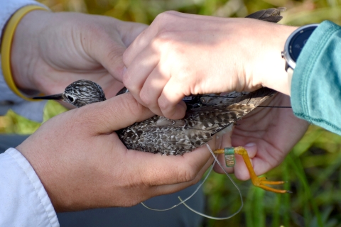 two people fitting a yellowlegs with a GPS