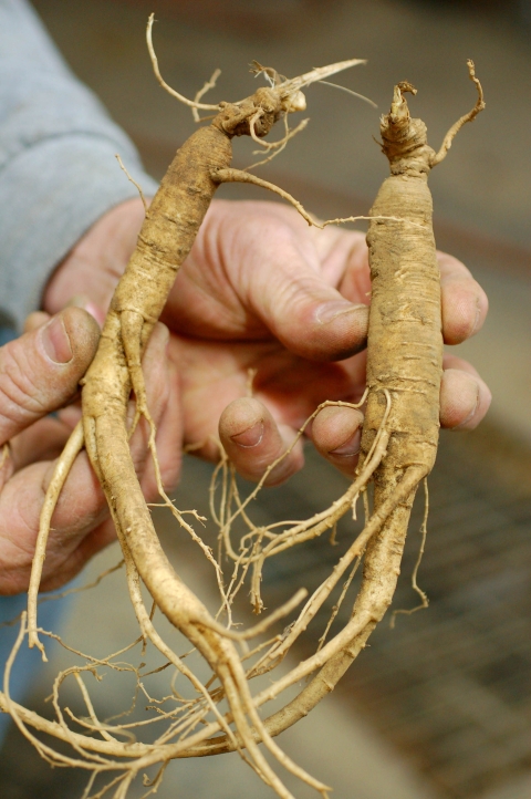 two hands hold a tangle of ginseng root