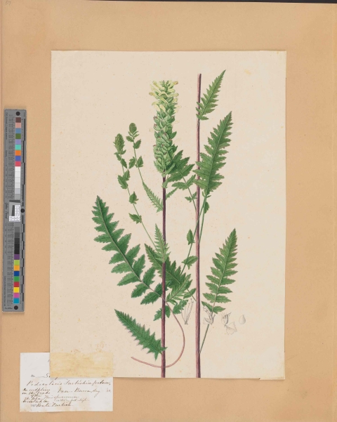 a detailed water color illustration of a plant