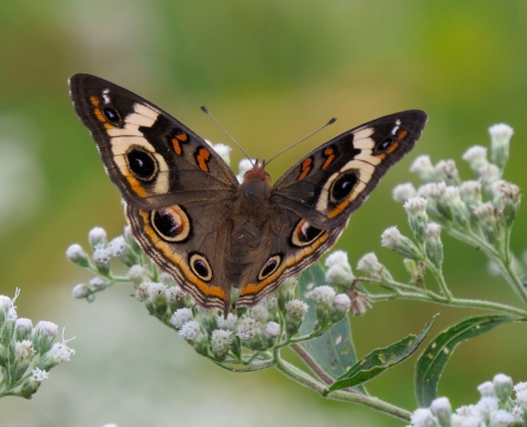 a brown butterfly with orange and black markings on small white flowers