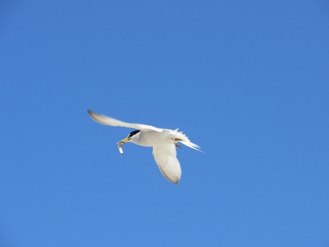 underside of white bird flying in sky with white fish in its mouth