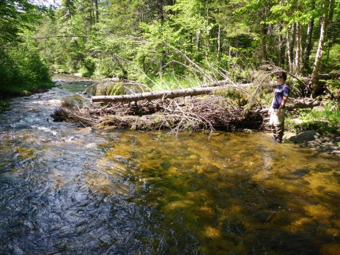 a log overhangs a river bank