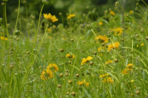 a field of yellow flowers with long green stems