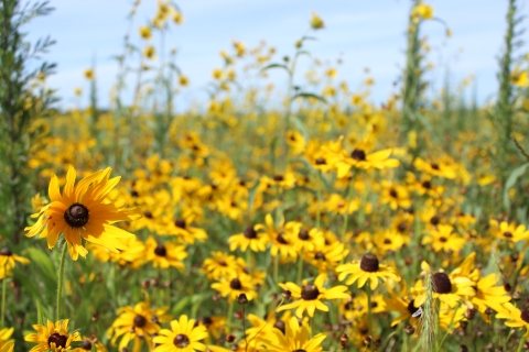 a field of yellow flowers with black centers