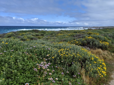 landscape of cliffs covered in green plants with yellow and pink flowers, overlooking the ocean