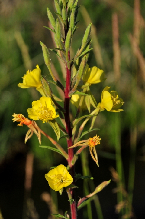 yellow flowers emerging along a stem