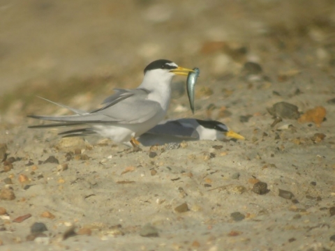one bird with fish in its mouth stands next to another bird lying in sand