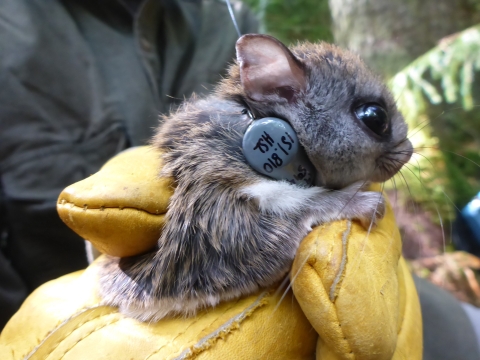 a gloved hand holds a small brown squirrel wearing a tag