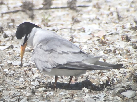 white bird with brown head and yellow beak stands on rocky dune