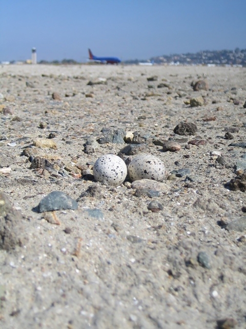 closeup of two white eggs on rocky sand with airplane and control tower in background