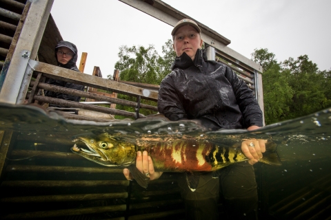 woman holds a chum salmon in a weir