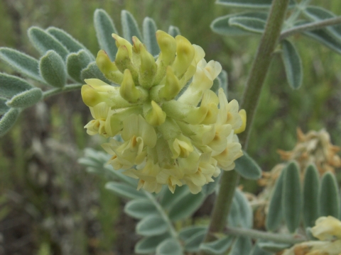 closeup of green plant with yellowish-green flowers