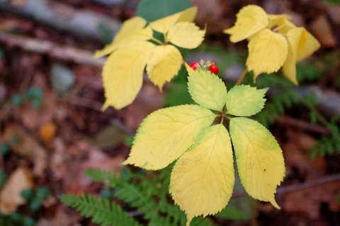 a yellow leafy plant on the forest floor