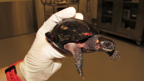 a turtle being held by a hand in a white glove