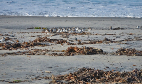 Multiple white birds huddle together on the beach.