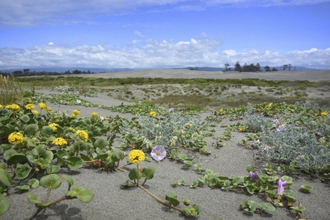 blooming flowers on sand