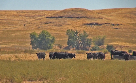 Cows graze in a pasture. Golden rolling hills are in the background.