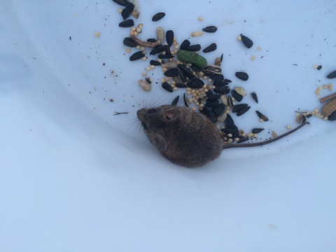 Overhead view of a small mouse