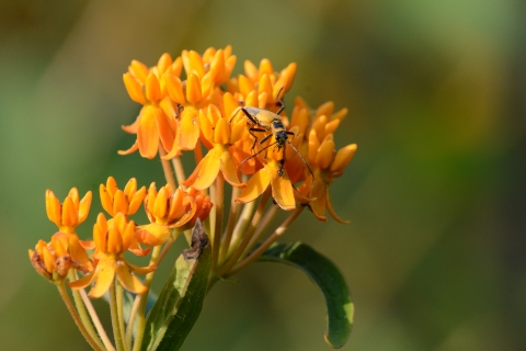 A goldenrod soldier beetle on butterfly milkweed