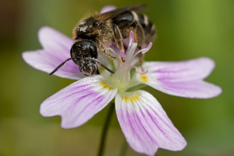 A sweat bee collects pollen from a candyflower