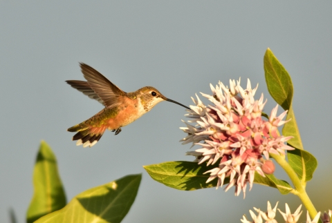 Rufous hummingbird sipping nectar from a showy milkweed flower