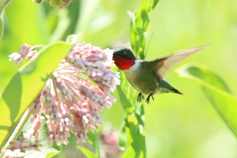 A ruby-throated hummingbird sips nectar from a common milkweed flower