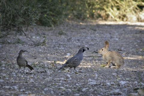 a bird, quail and rabbit standing together