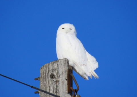 Snowy owl perched on a utility pole
