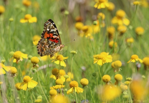 Painted lady butterfly among yellow wildflowers