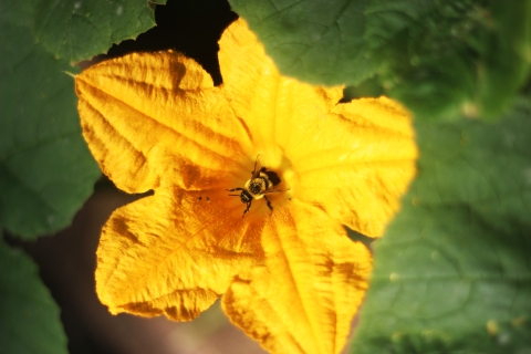 A bee pollinating a squash flower