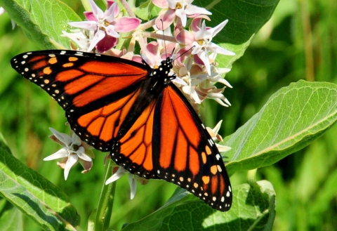 Monarch butterfly sips nectar from showy milkweed