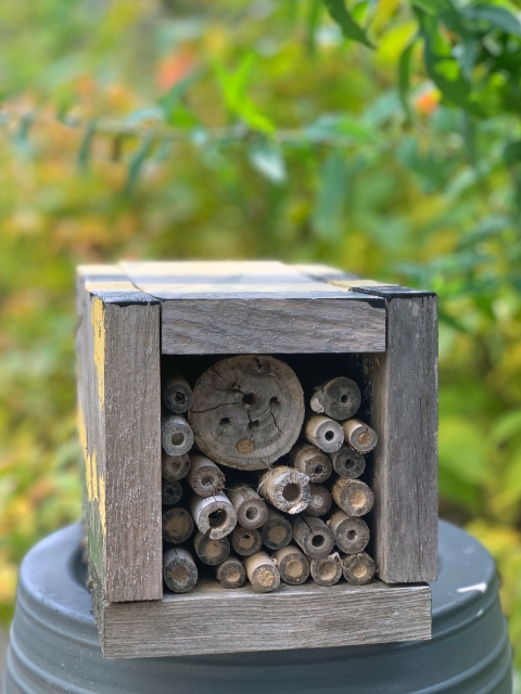A bee hotel provides places for native bees to nest.