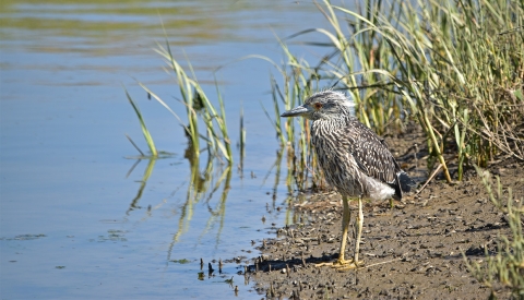 Large brown bird with long legs stands on water bank.