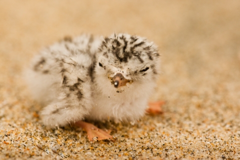 white and brown chick sits on sandy dune
