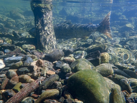a salmon behind a tree stump under water